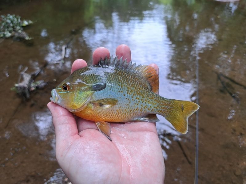 Pumpkinseed fishing
