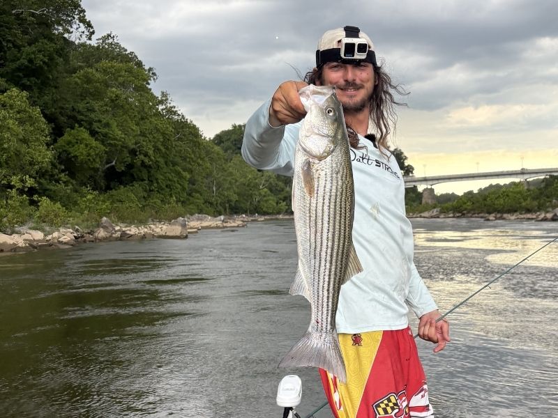 striped bass fishing chesapeake bay