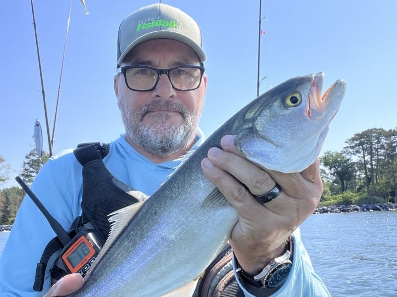 Bluefish fishing Chesapeake Bay