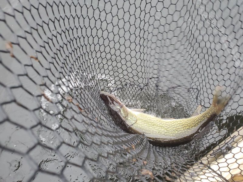 pickerel fishing chesapeake bay