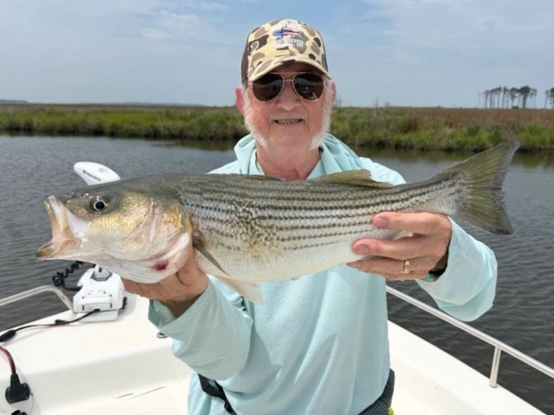 Striped bass fishing Chesapeake Bay