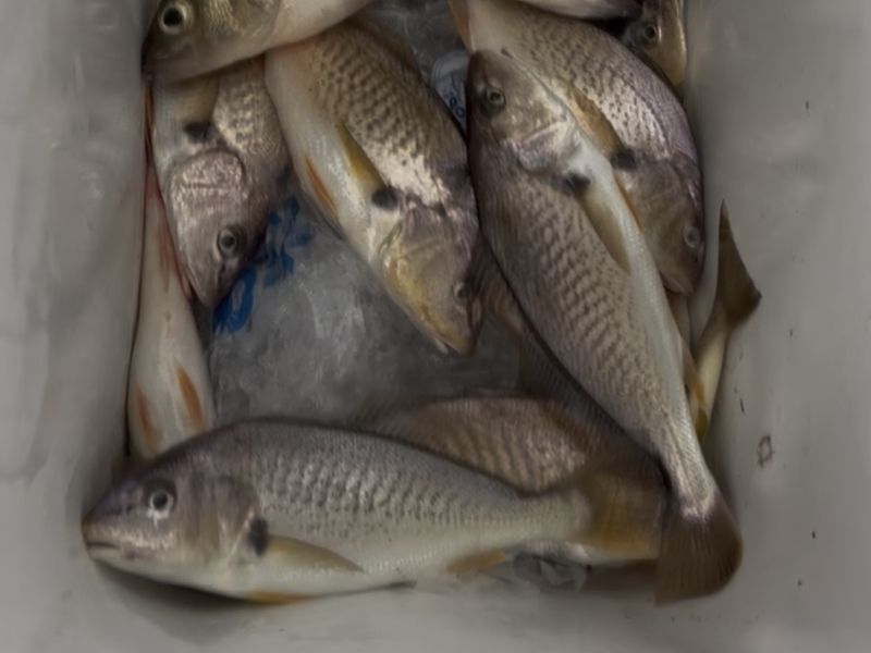 Croaker fishing Chesapeake Bay