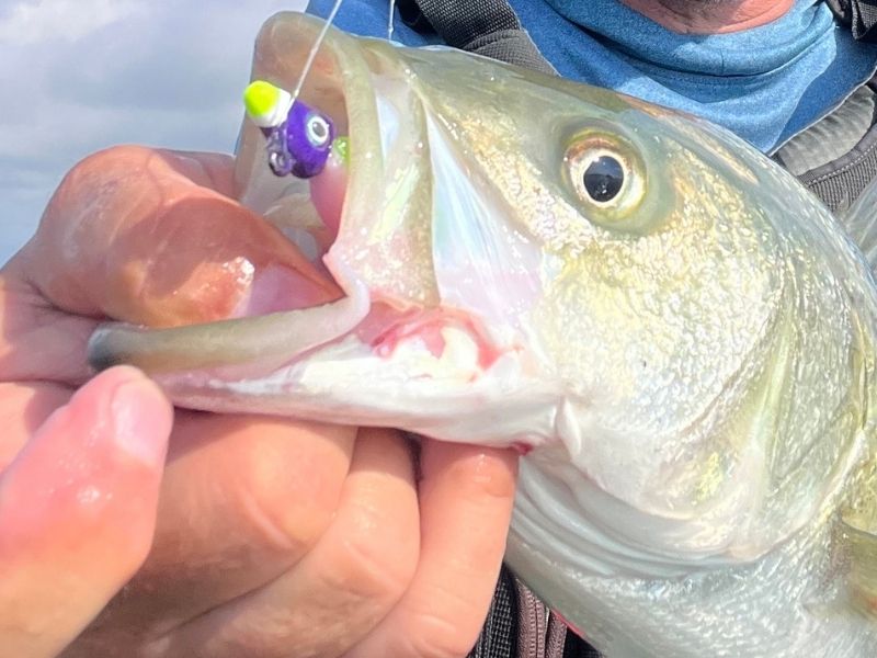 striped bass fishing chesapeake bay