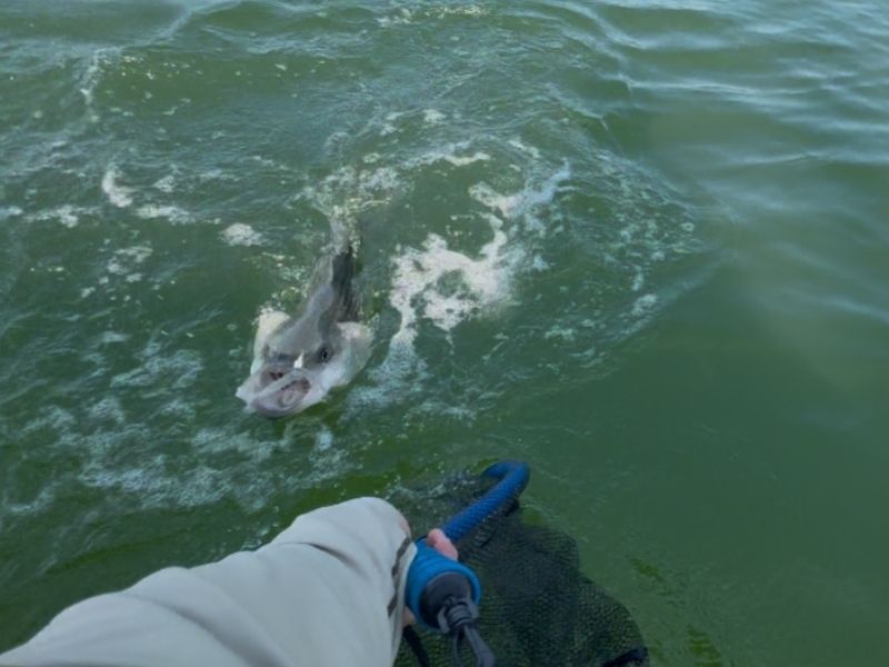striped bass fishing chesapeake bay