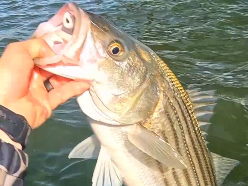 Striped bass fishing Chesapeake Bay