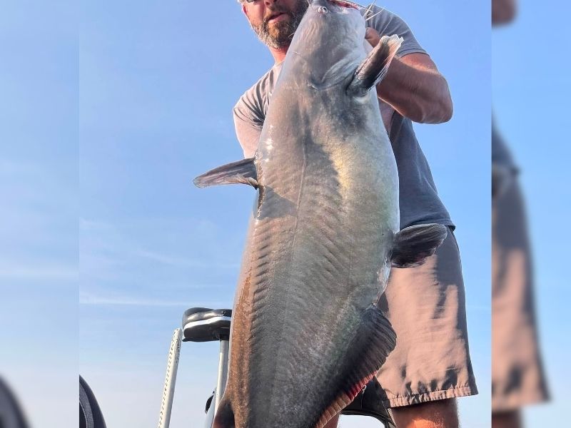 Blue catfish fishing