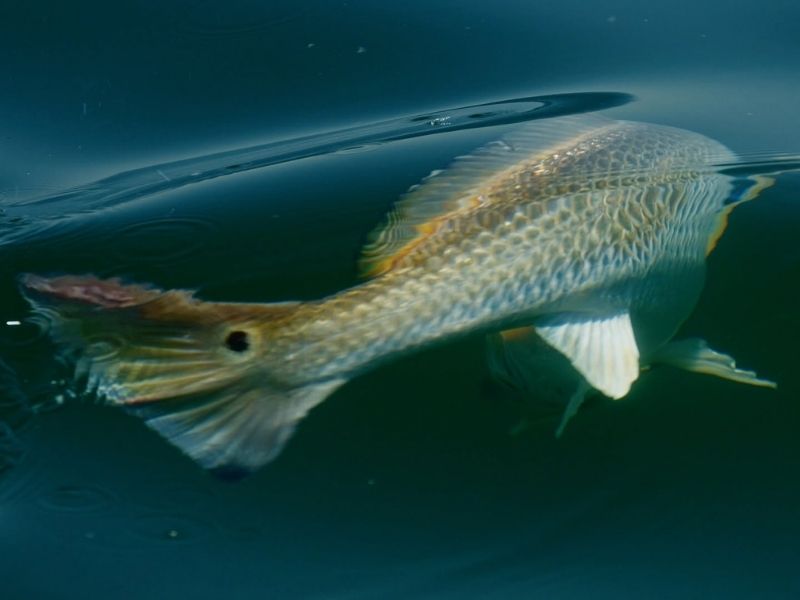 Bull red drum Chesapeake Bay