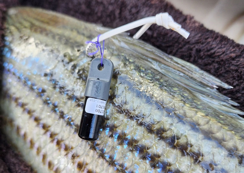 an acoustic tag on a fish