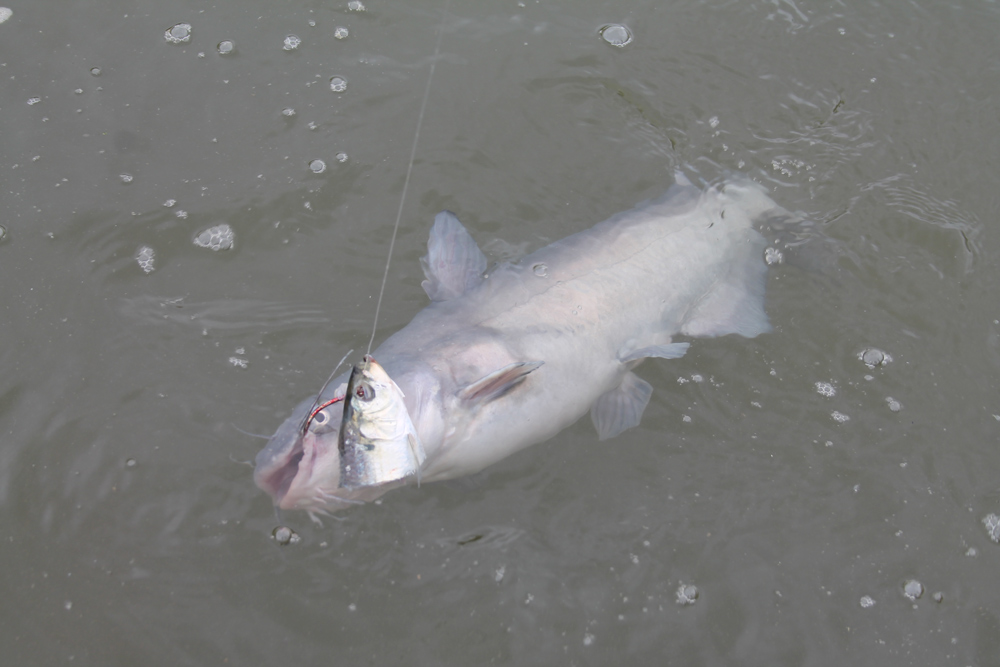 fishing for catfish