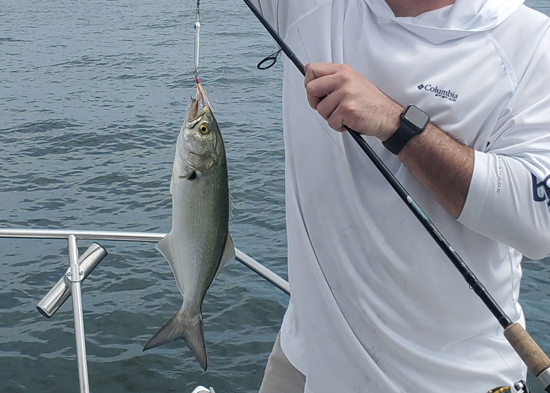 bluefish caught on a spoon