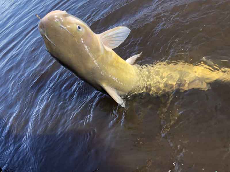 catfish on the hook