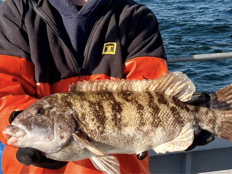 tautog fishing ocean city maryland
