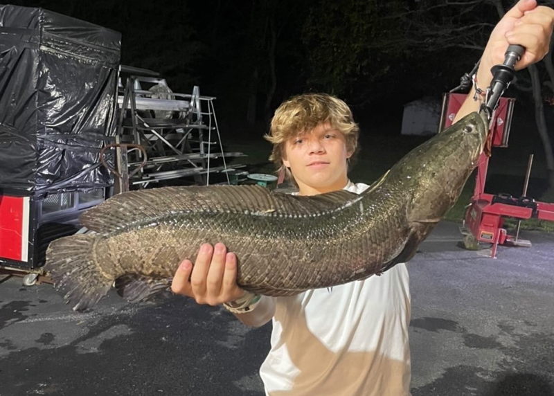 late fall snakehead