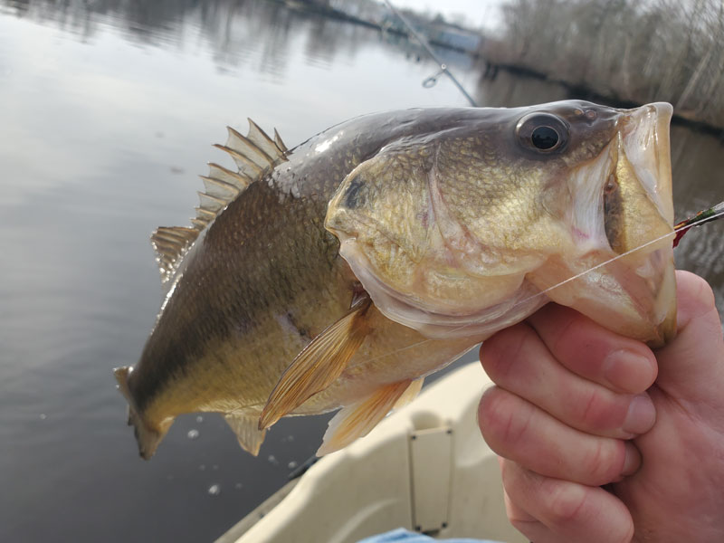 fishing freshwater for bass