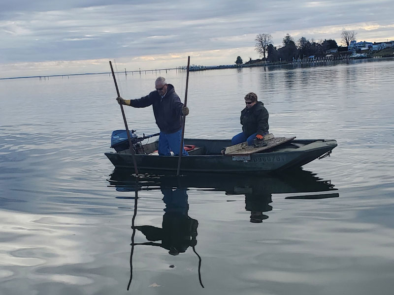 tonging for oysters