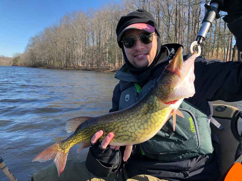 angler with a pickerel