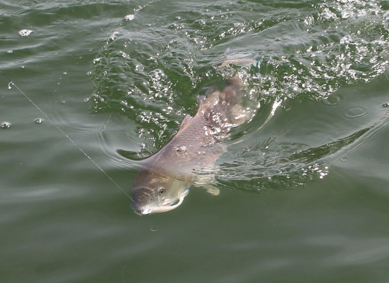 red fish fishing