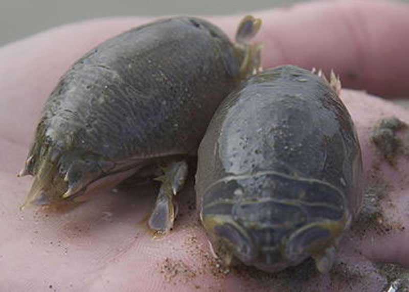 eating sand fleas