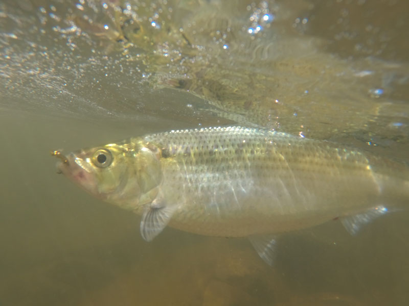 shad fish in fish species guide