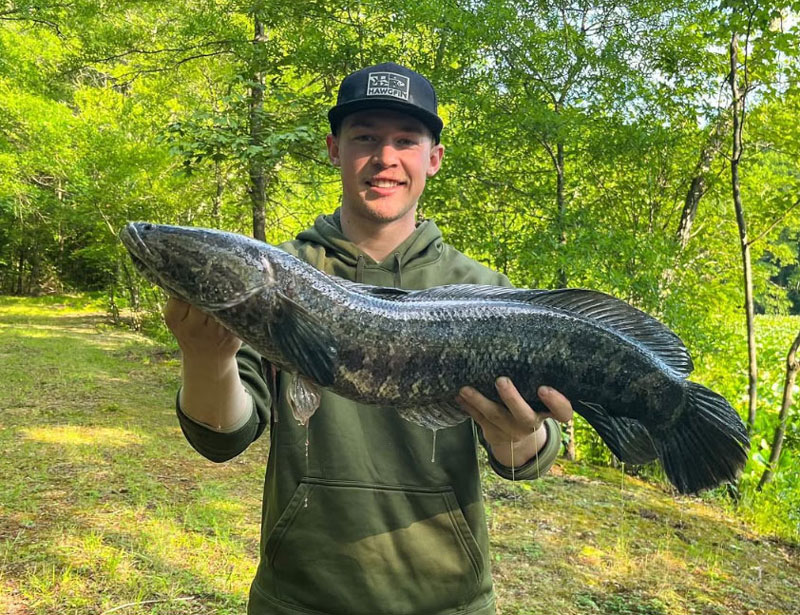 fishing reports editor with a snakehead