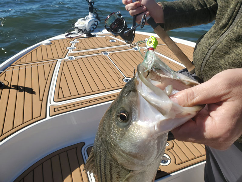 spinning reel with the drag set 