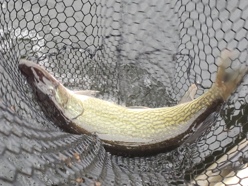 pickerel in a net