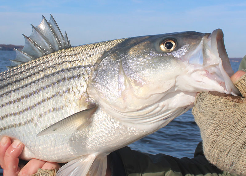striper fishing