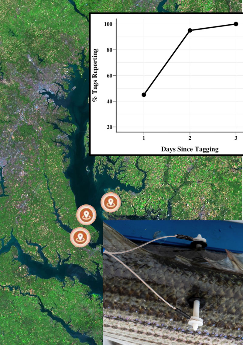 tracking tagged striped bass